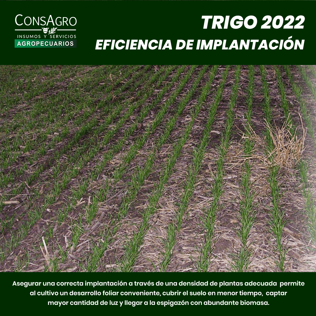 Eficiancia implantación de trigo 2022