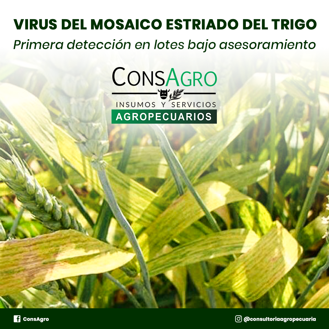 Virus del mosáico estriado del trigo